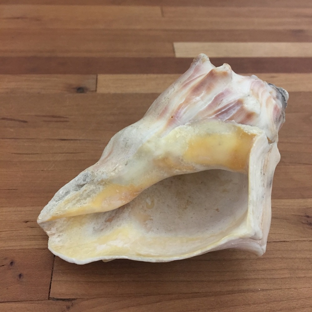 Beautiful Real Seashell - Picture 4 of 12